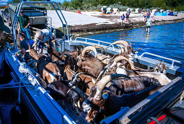Ziegen ziehen auf Boot zur Insel Walfisch um
