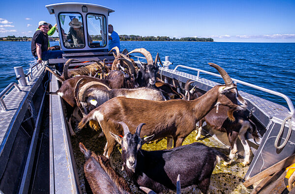 Ziegen ziehen auf Boot zur Insel Walfisch um