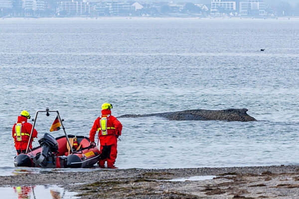 Wal an der Ostseeküste gestrandet – Rettung läuft