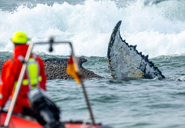 Wal an der Ostseeküste gestrandet – Rettung läuft