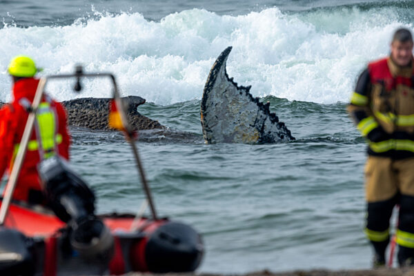 Wal an der Ostseeküste gestrandet – Rettung läuft