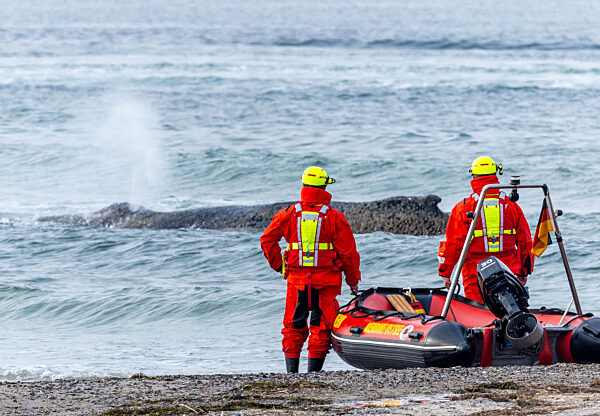 Wal an der Ostseeküste gestrandet – Rettung läuft