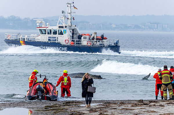 Wal an der Ostseeküste gestrandet – Rettung läuft