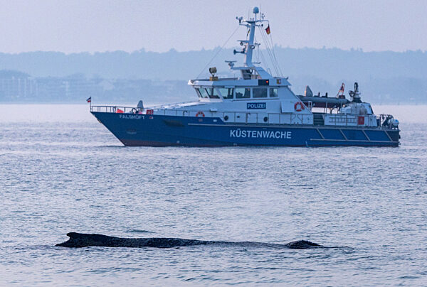 Wal an der Ostseeküste gestrandet – Rettung läuft