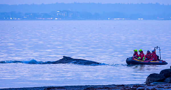 Wal an der Ostseeküste gestrandet – Rettung läuft