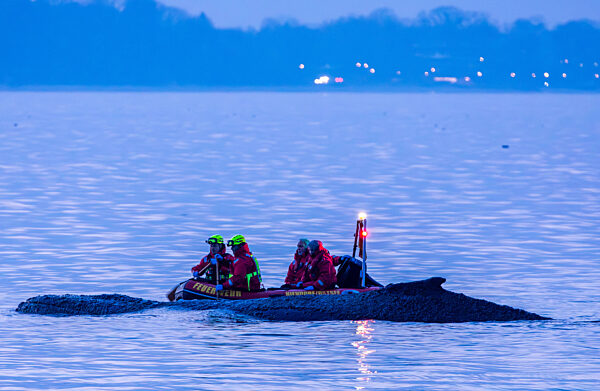 Wal an der Ostseeküste gestrandet – Rettung läuft