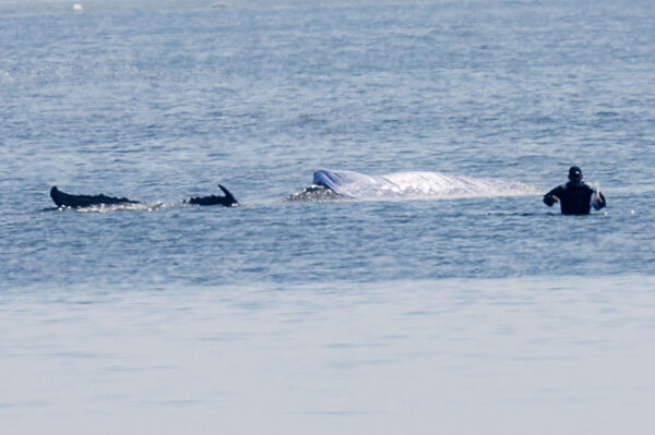 Rettungsaktion für den Buckelwal