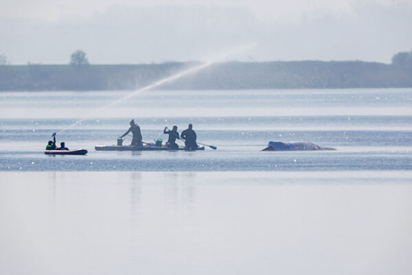 Rettungsaktion für den Buckelwal