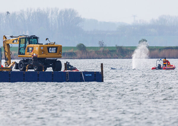 Gestrandeter Buckelwal schwimmt