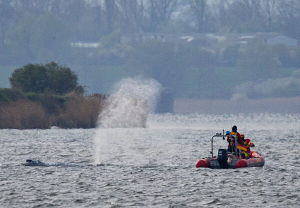 Gestrandeter Buckelwal schwimmt