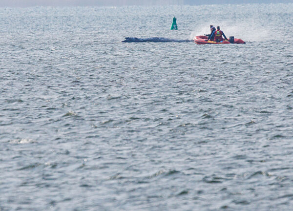 Gestrandeter Buckelwal schwimmt