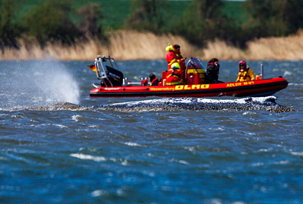 Gestrandeter Buckelwal schwimmt