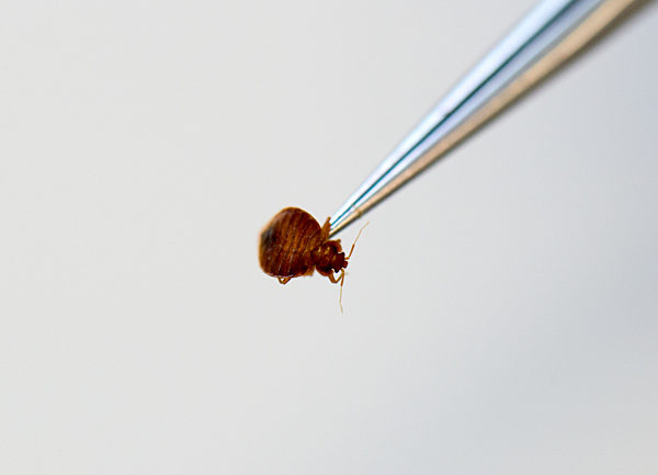 In Dresden hat man bei der Forschung zu Bettwanzen Blut geleckt