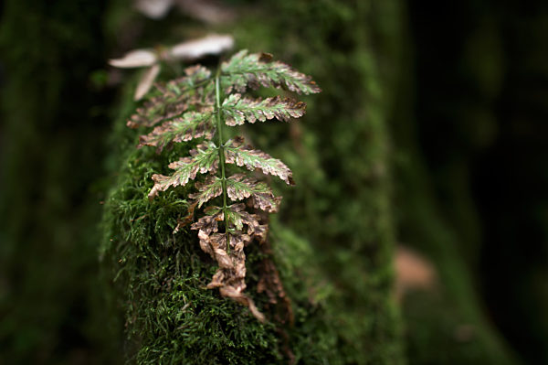 Farn auf Moos