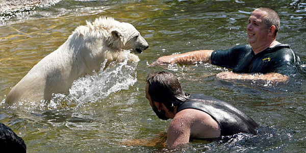 Er sieht unterdessen einem "richtigen" Eisbären immer ähnlicher und verliert...