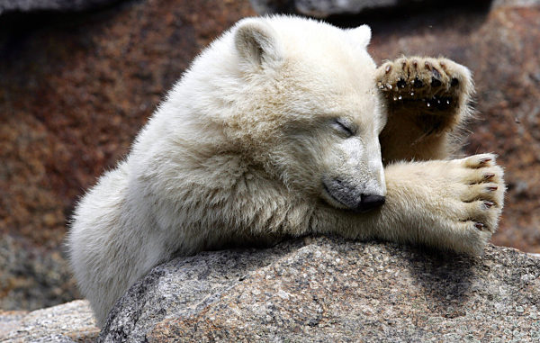 Eisbärenjunge "Knut" braucht noch seinen Schlaf und so macht der kleine Kerl...