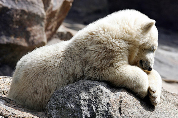 Die Welt des Eisbärenjungen Knut ist am Freitag (22.06...