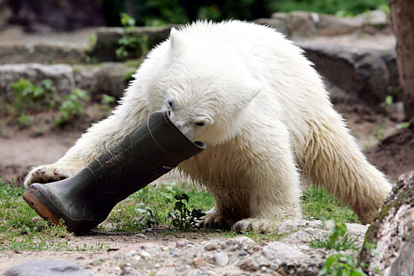 Das Eisbärenjunge "Knut" spielt am Freitag (22.06...