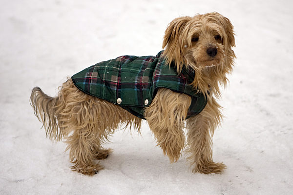 Hundespaziergang besser auf ungestreuten Wegen