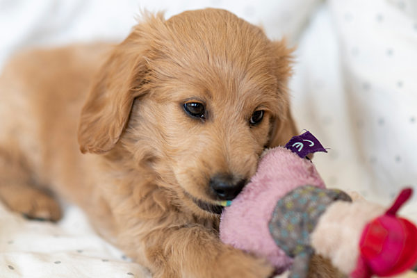Welpe, Goldendoodle