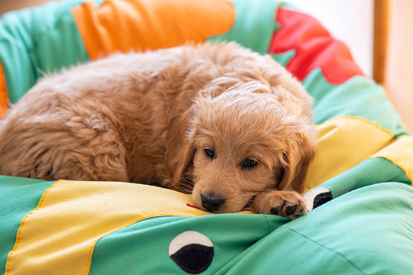 Welpe, Goldendoodle