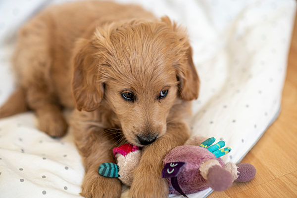 Welpe, Goldendoodle