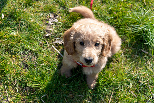 Welpe, Goldendoodle