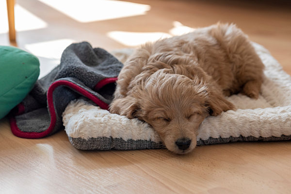 Welpe, Goldendoodle