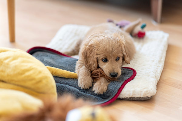 Welpe, Goldendoodle