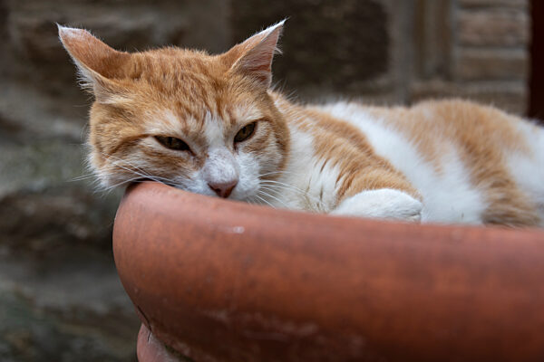 Sommerhitze in Italien: Katze hält Nickerchen