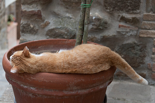 Sommerhitze in Italien: Katze hält Nickerchen