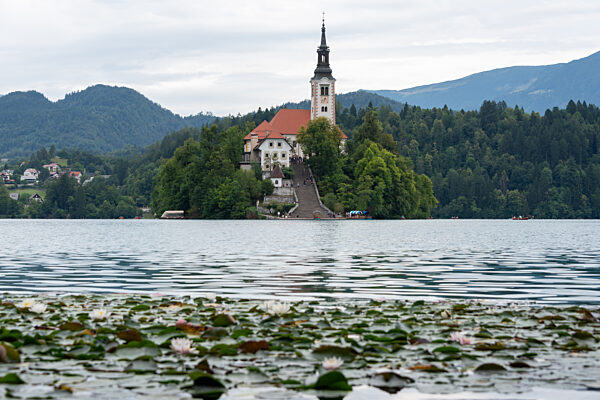 Blick über Seerosen auf die Inselkirche im Bleder See