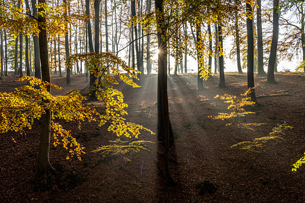 Herbstwald