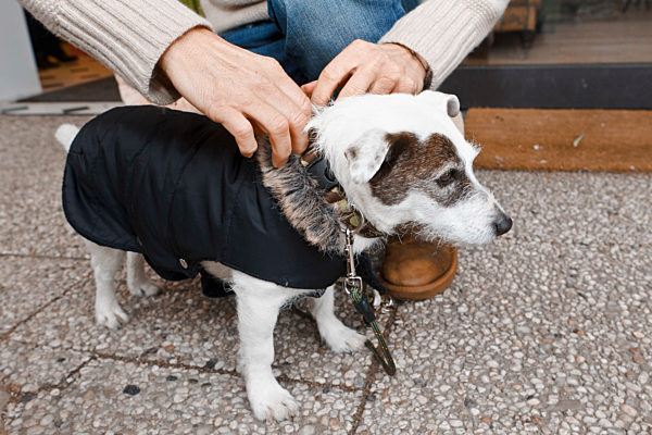 Hundebekleidung