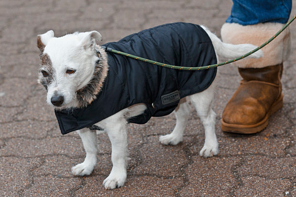 Hundebekleidung