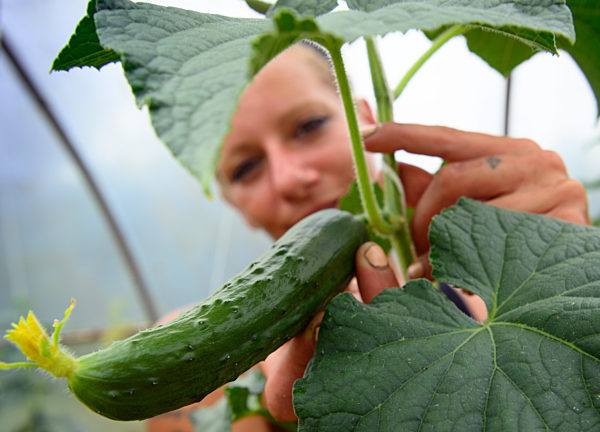 Frisches Gemüse im „Landkorb“