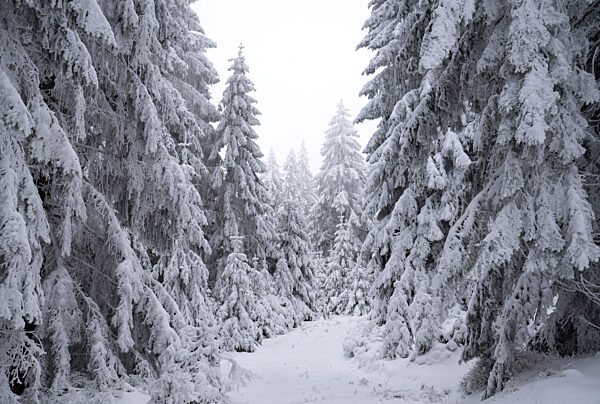 Verschneiter Wald