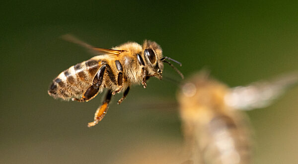 Honigbiene im Flug