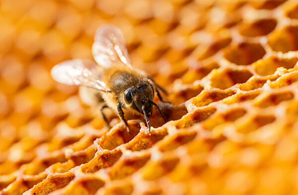 Honigbiene