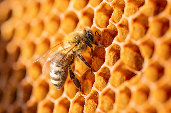 Honigbiene