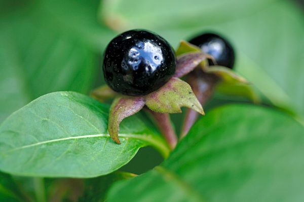 Schwarze Tollkirsche (Atropa belladonna)