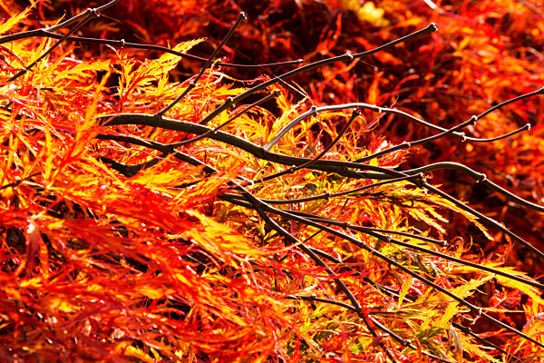Orange Acers in Holehird Gardens, Windermere, UK.