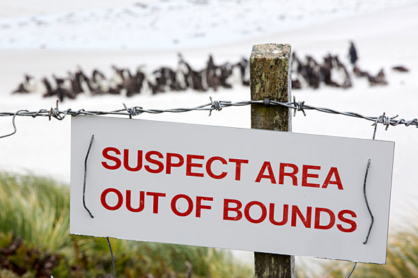 A warning sign about the presence of Argentinian mines on the Falkands, left over from the 1980's Falklands conflict when Argentina invaded the islands, with a group of Magellanic Penguins behind on the beach,