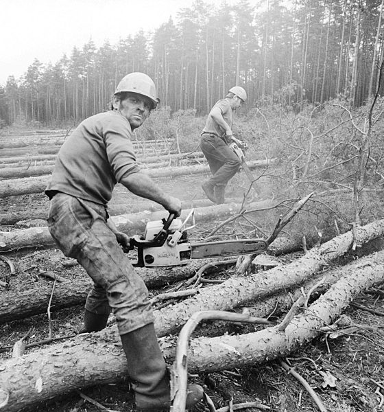 Wald- und Forstarbeiter beim roden von Kiefern im Wald in Grünheide (Mark)im heutigen Bundesland Brandenburg