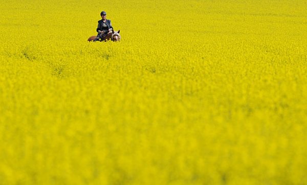Ausritt im gelben Rapsmeer