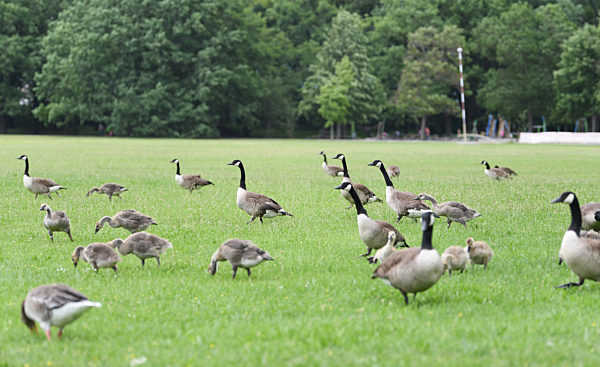 Sichtschutzhecke gegen Wildgänse