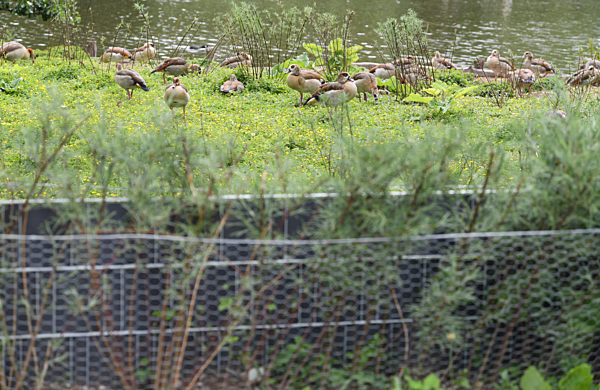 Sichtschutzhecke gegen Wildgänse