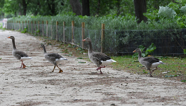 Sichtschutzhecke gegen Wildgänse