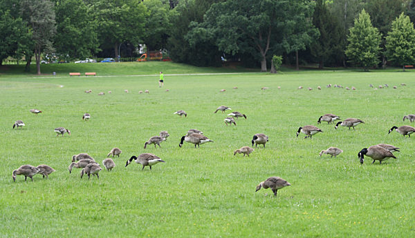 Sichtschutzhecke gegen Wildgänse