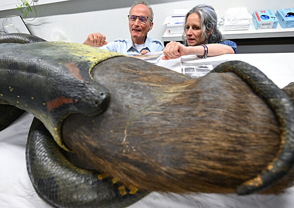 Restauration Anakonda im Frankfurter Senckenberg-Museum